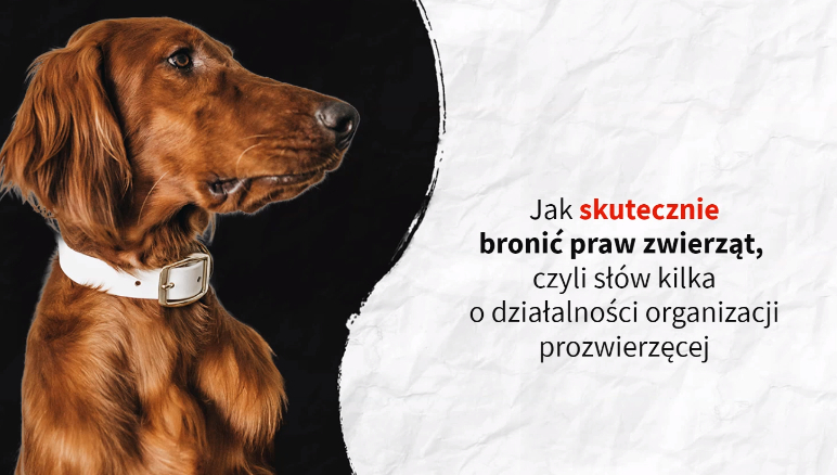 zdjęcie psa
